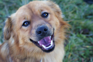 Azyl dla zwierząt w Tarnowie czeka na rozbudowę. Gmina Tarnów deklaruje wsparcie! 