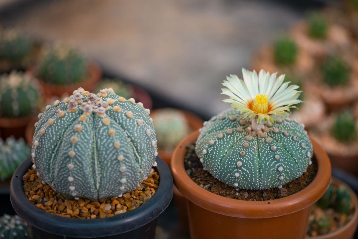 Astrophytum asterias