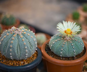 Astrophytum asterias