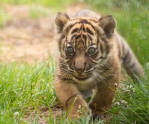 Zoo Wrocław. Niesamowite narodziny! To jeden z najrzadszych tygrysów świata