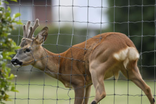 Sarna uwięziona w płocie. Kto dokonał niemożliwego?