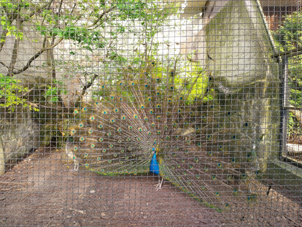 Wiosenny spacer w zamojskim zoo