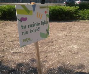 W samym centrum Wrocławia wyrośnie łąka