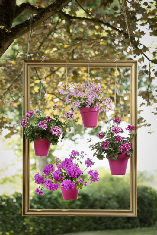 Pelargonie na 1001 sposobów – przestrzenna dekoracja