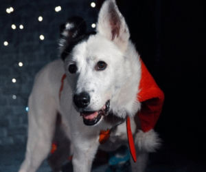 Marley - pies do adopcji