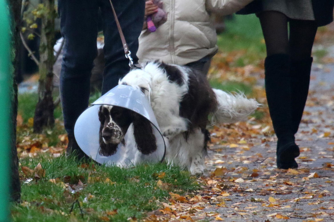 Pies Kasi Tusk pod specjalnym nadzorem