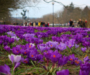 Krokusy w Szczecinie