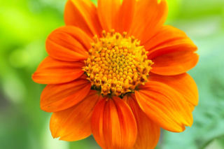 Titonia cynobrowa = okrągłolistna - Tithonia rotundifolia