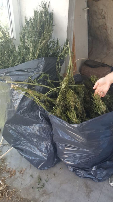 Plantacja konopi indyjskich zlikwidowana na Pomorzu! [ZDJĘCIA]
