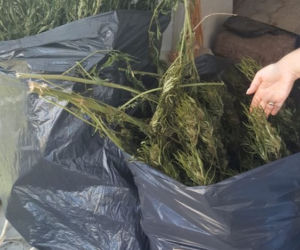 Plantacja konopi indyjskich zlikwidowana na Pomorzu! [ZDJĘCIA]