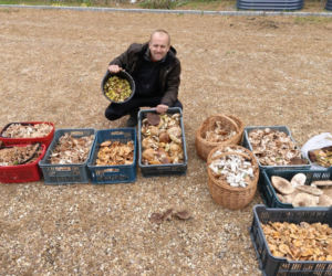 Świętokrzyskie lasy znów pełne grzybiarzy. Zbierają opieńki, rydze, gąski i podgrzybki