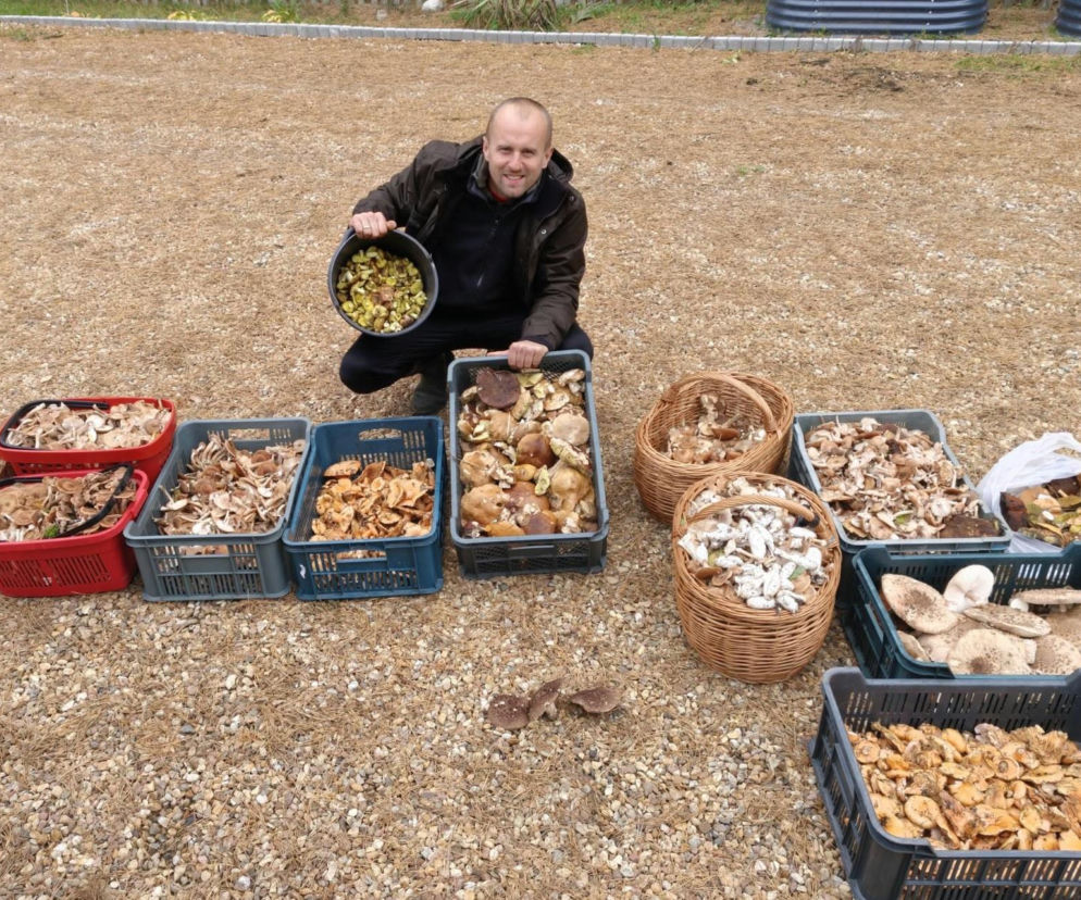 Świętokrzyskie lasy znów pełne grzybiarzy. Zbierają opieńki, rydze, gąski i podgrzybki