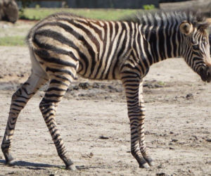 Zebra Chapmana