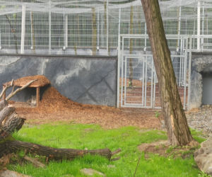 W śląskim ZOO powstała nowa woliera dla panter śnieżnych