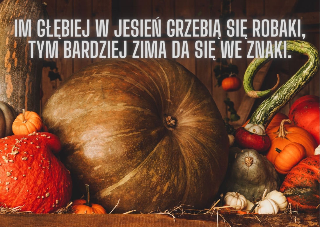 Jesienne przysłowia ludowe. Oto mądrości naszych dziadów!