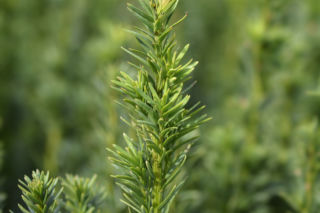 Cis pospolity ’Fastigiata Robusta’  - Taxus baccata 'Fastigiata Robusta'