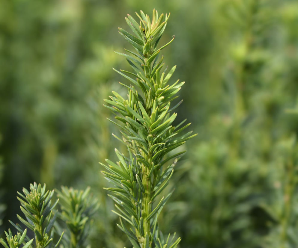 Cis pospolity ’Fastigiata Robusta’ 