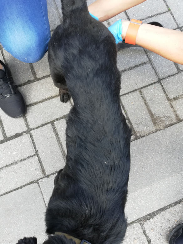 Kuba zbiera na leczenie i szuka nowego domu!