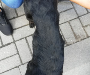 Kuba zbiera na leczenie i szuka nowego domu!