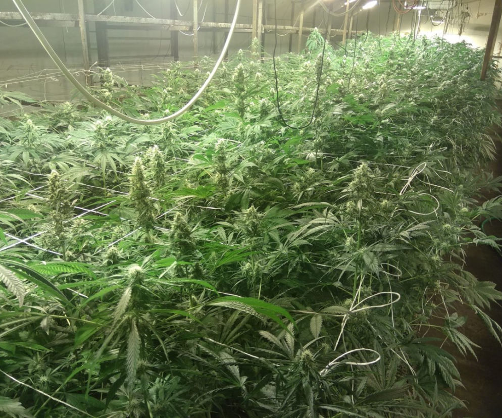 Marihuana zamiast pieczarek! Potężna plantacja w Lubelskiem
