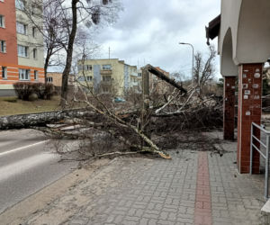 Szkody po Orkanie Eunice. Zrywało dachy, wyrywało grube drzewa, brakowało prądu