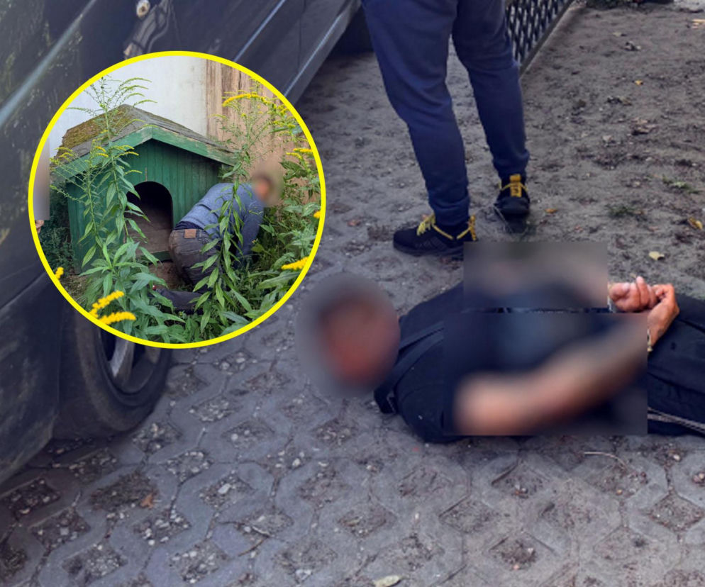 Chciał przechytrzyć policję i schował się do psiej budy. Kryminalni odkryli coś więcej