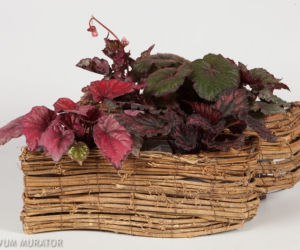 Begonia królewska