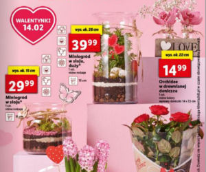 Walentynkowe promocje w Lidlu