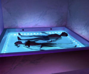 Tajne rezydencje Putina