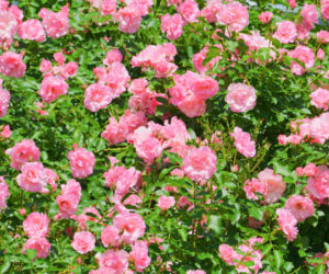 Kiedy i jak przycinać róże okrywowe? 