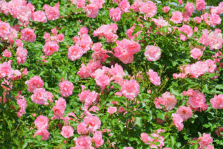 Kiedy naprawdę trzeba przyciąć róże okrywowe? Odpowiedź może cię zaskoczyć