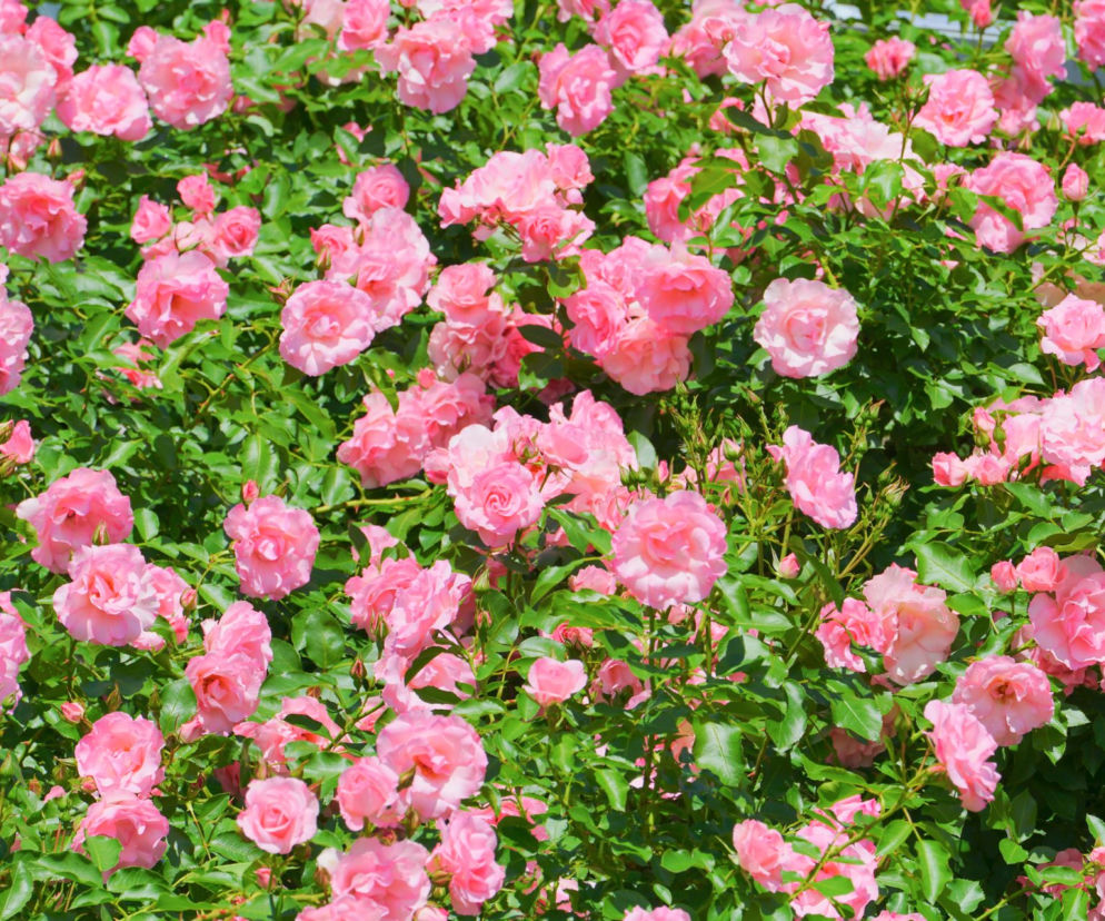 Kiedy i jak przycinać róże okrywowe? 