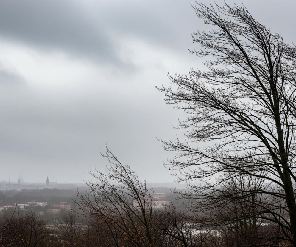 Dwa bezlistne, ciemne drzewa dominują prawą stronę kadru, ich gałęzie wyginają się w lewo i ku górze, częściowo zasłaniając jasnoszare, zachmurzone niebo. W dole, na horyzoncie, rozpościera się mglisty krajobraz miasta z niewyraźnymi zarysami budynków i drzew, a na pierwszym planie po lewej stronie widać mniejsze, nagie drzewa. Ogólny koloryt obrazu jest zdominowany przez szarości i ciemne brązy, sugerując pochmurny, wietrzny dzień.