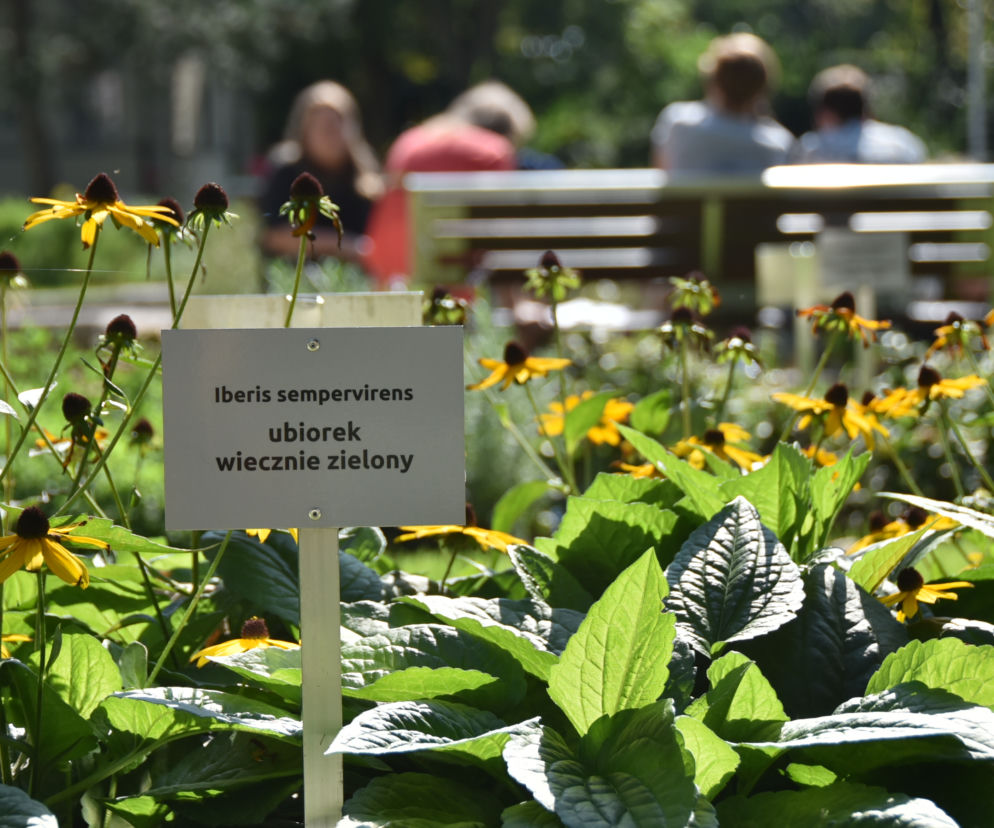 Ogród botaniczny Batorego wrócił do żywych