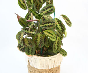 Maranta leuconeura 'Fascinator Tricolor'