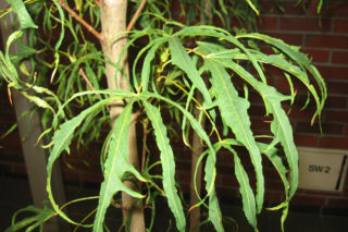 Klon pospolity 'Paldiski' - Acer platanoides 'Paldiski'