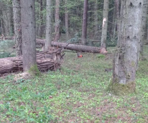 Bracia zginęli w podobnych okolicznościach w odstępie kilku lat