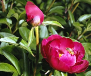 Peonia