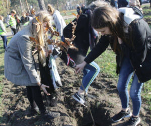 Sto drzew na 100. rocznicę odzyskania niepodległości w Toruniu