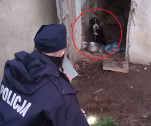 Policjanci WYRWALI psy z PIEKŁA!