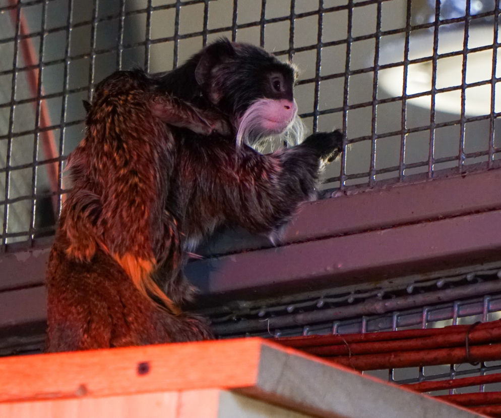 Opole. Nowe małpki w opolskim ZOO! [ZDJĘCIA]