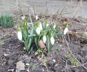 Natura budzi się do życia! W Ogrodzie Botanicznym UKW czuć już wiosnę! [ZDJĘCIA]