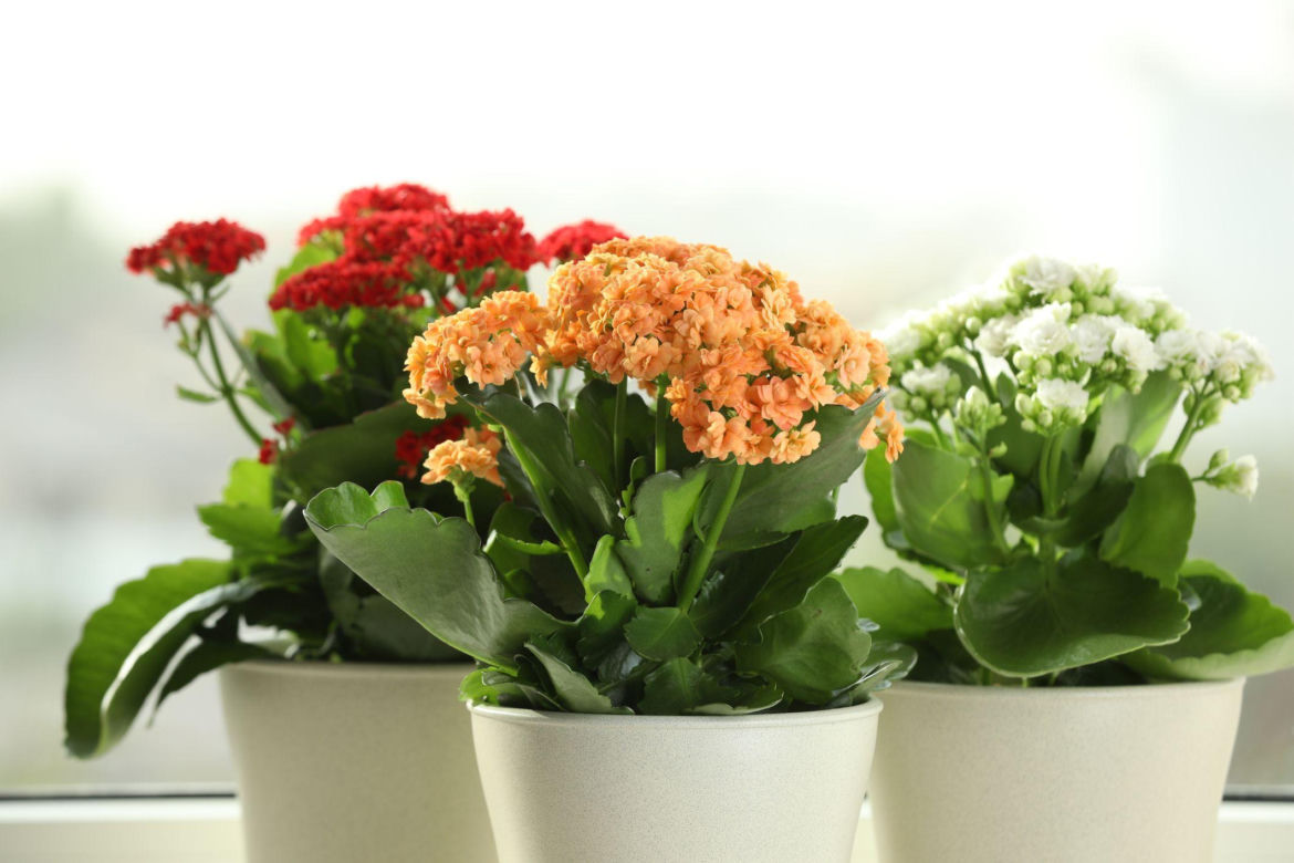 Kalanchoe Blossfelda