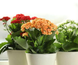 Kalanchoe po kwitnieniu: kiedy i jak przyciąć?