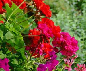 Pelargonia