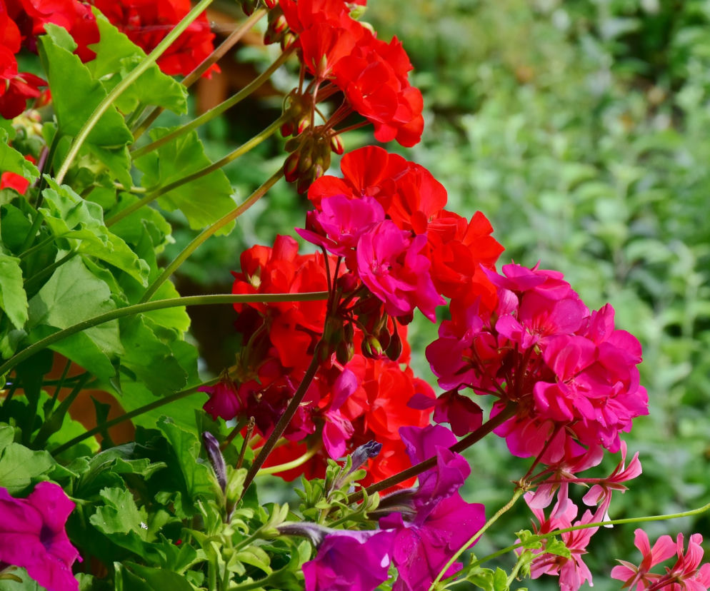Pelargonia