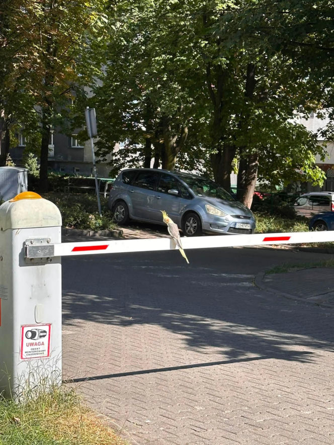 Osiedle w Katowicach ściga papużkę, ale ta się nie daje!