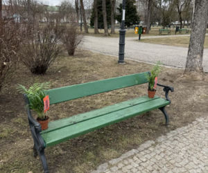 Darmowe palmy na ulicach Suwałk! Niezwykła akcja Radia ESKA