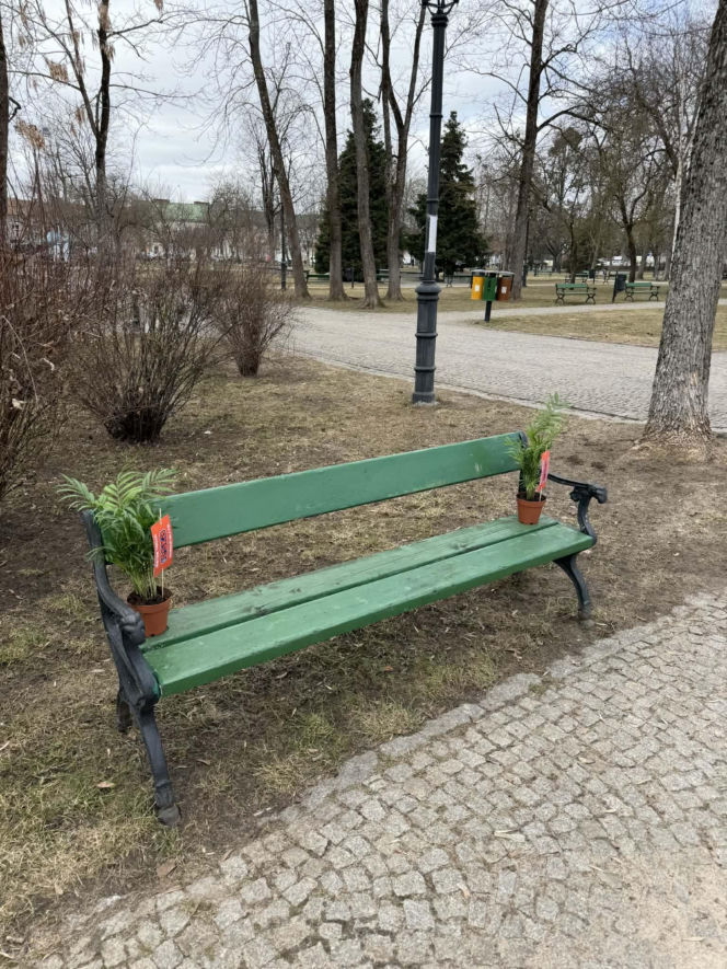 Darmowe palmy na ulicach Suwałk! Niezwykła akcja Radia ESKA