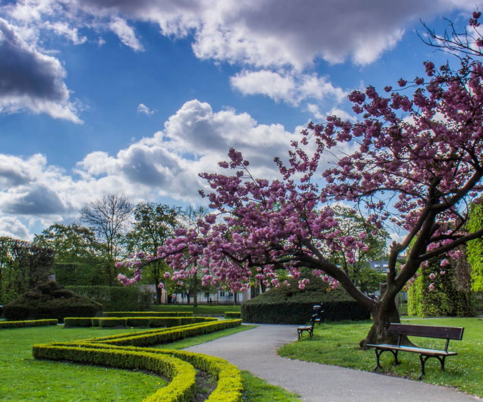 Kwitnący Park Oliwski [ZDJĘCIE DNIA]